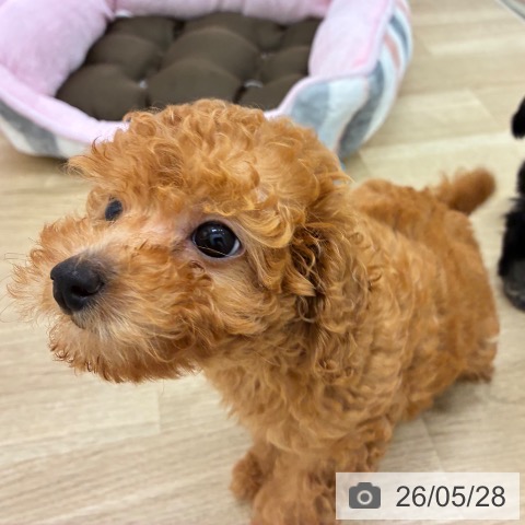 宮崎県のトイプードル(トイ) (ペットプラス 宮崎店/2026年3月14日生まれ/女の子/レッド)の子犬の3枚目の画像