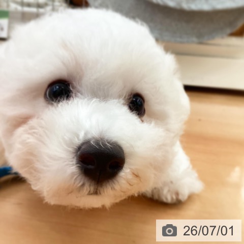 ビション・フリーゼの写真