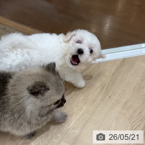 ビション・フリーゼの写真
