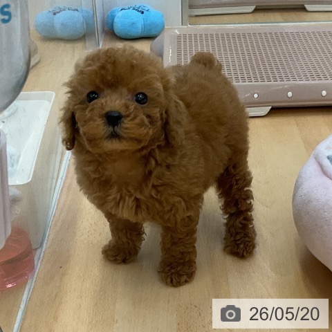 福岡県のトイプードル(トイ) (ペットプラス 福岡店/2026年3月19日生まれ/女の子/レッド)の子犬の4枚目の画像