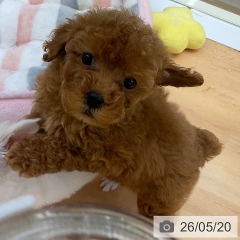 福岡県のトイプードル(トイ) (ペットプラス 福岡店/2026年3月19日生まれ/女の子/レッド)の子犬の3枚目の画像