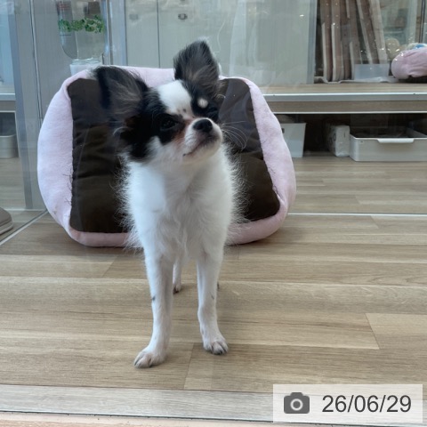 チワワの写真