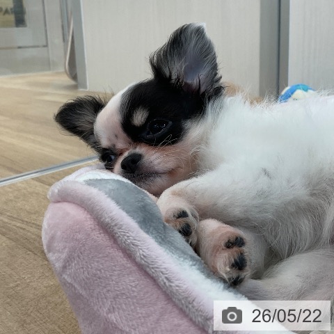 福岡県のチワワ(ロング) (ペットプラス ららぽーと福岡店/2026年3月12日生まれ/女の子/パーティーカラー)の子犬の4枚目の画像