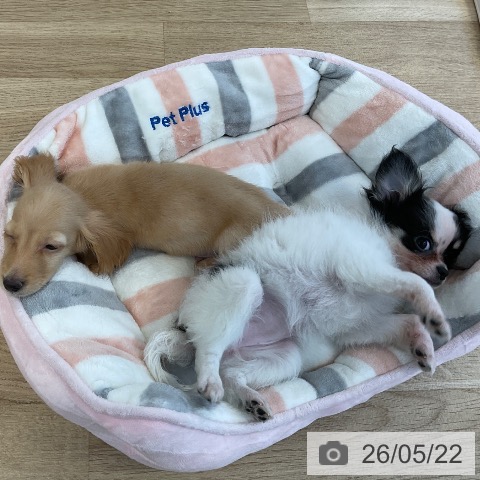チワワの写真