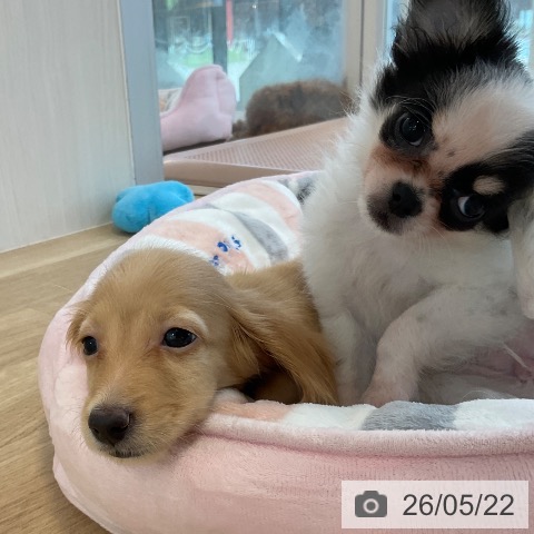 チワワの写真