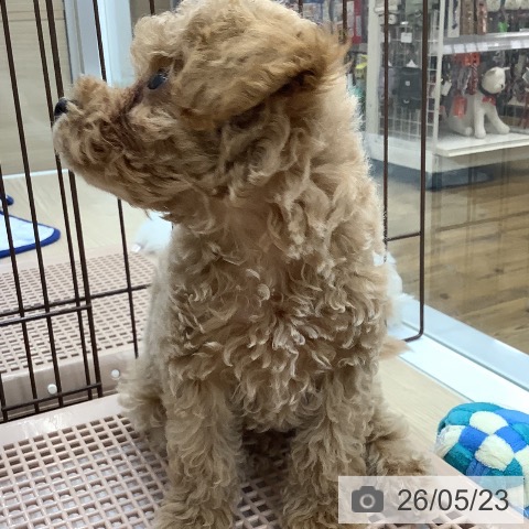 沖縄県のトイプードル(トイ) (ペットプラス 南風原店/2026年3月17日生まれ/男の子/ペールフォーン)の子犬の4枚目の画像