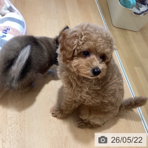 鹿児島県のトイプードル(トイ) (ペットプラス 姶良店/2026年3月17日生まれ/男の子/ペールフォーン)の子犬の3枚目の画像