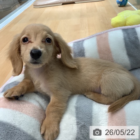 熊本県のカニンヘンダックスフンド(ロング) (ペットプラス 熊本店/2026年3月19日生まれ/男の子/イエロー)の子犬の3枚目の画像