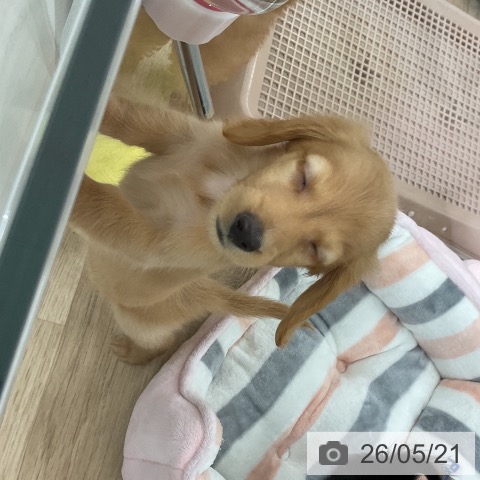 福岡県のカニンヘンダックスフンド(ロング) (ペットプラス 八幡東店/2026年3月19日生まれ/男の子/ゴールド)の子犬の3枚目の画像