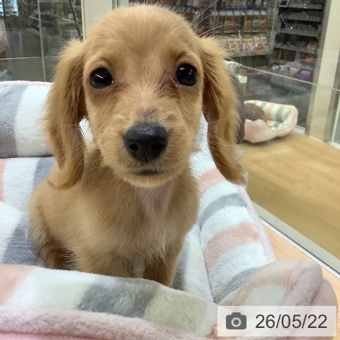 熊本県のカニンヘンダックスフンド(ロング) (ペットプラス 熊本店/2026年3月19日生まれ/男の子/レッド)の子犬の3枚目の画像