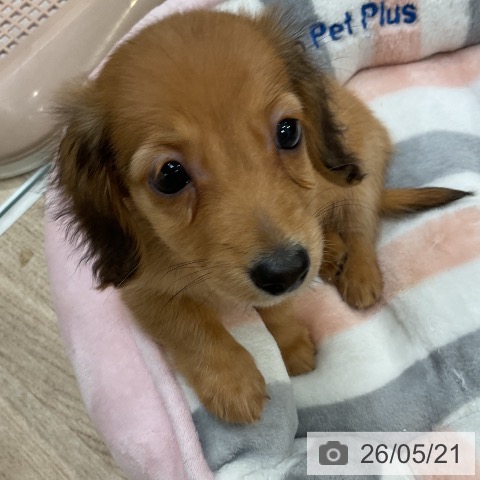 福岡県のカニンヘンダックスフンド(ロング) (ペットプラス 八幡東店/2026年3月19日生まれ/女の子/レッド)の子犬の4枚目の画像