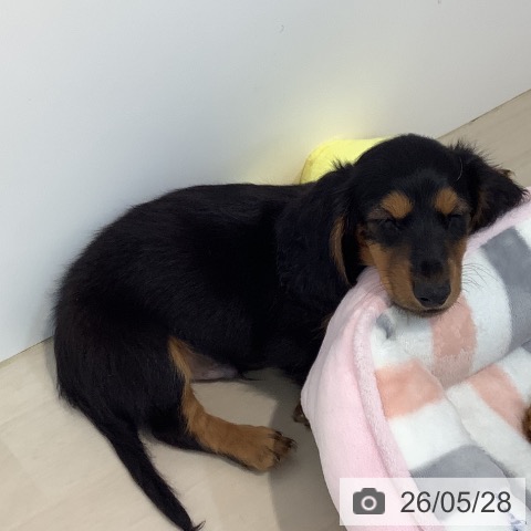 ミニチュア・ダックスフンドの写真