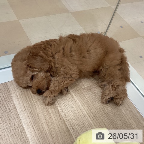 鹿児島県のトイプードル(トイ) (ペットプラス 姶良店/2026年3月17日生まれ/男の子/アプリコット)の子犬の3枚目の画像