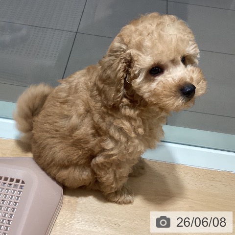 鹿児島県のトイプードル(トイ) (ペットプラス 姶良店/2026年3月17日生まれ/男の子/アプリコット)の子犬の3枚目の画像