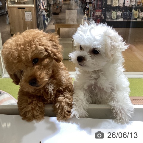 沖縄県のトイプードル(トイ) (ペットプラス 沖縄ライカム店/2026年3月17日生まれ/男の子/アプリコット)の子犬の4枚目の画像