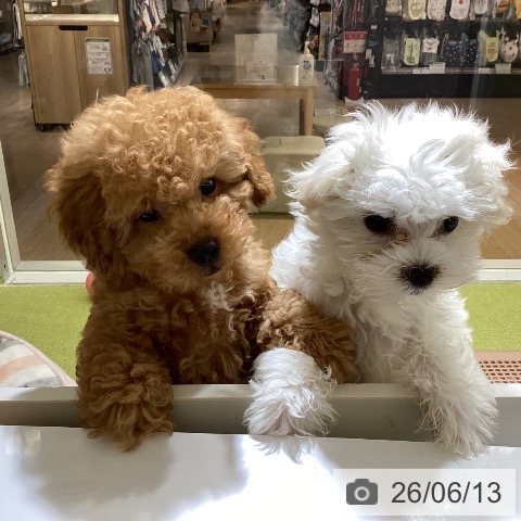沖縄県のトイプードル(トイ) (ペットプラス 沖縄ライカム店/2026年3月17日生まれ/男の子/アプリコット)の子犬の3枚目の画像