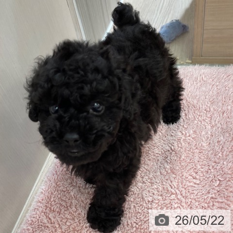 沖縄県のトイプードル(トイ) (ペットプラス 南風原店/2026年3月20日生まれ/男の子/ブラック)の子犬の4枚目の画像