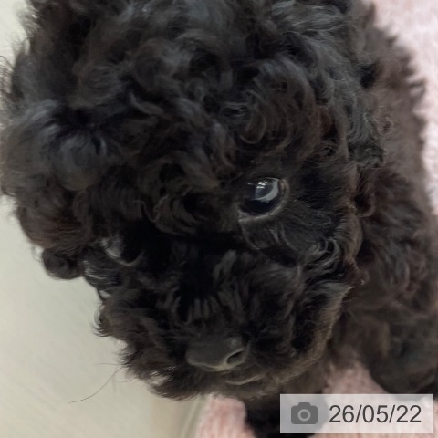 沖縄県のトイプードル(トイ) (ペットプラス 南風原店/2026年3月20日生まれ/男の子/ブラック)の子犬の3枚目の画像