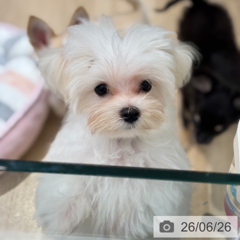 千葉県のマルチーズ (ペットプラス 木更津店/2026年3月18日生まれ/男の子/ホワイト)の子犬の4枚目の画像