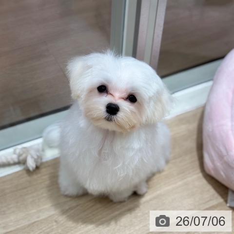 千葉県のマルチーズ (ペットプラス 木更津店/2026年3月18日生まれ/男の子/ホワイト)の子犬の4枚目の画像