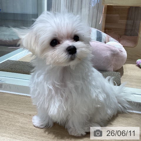 マルチーズの写真