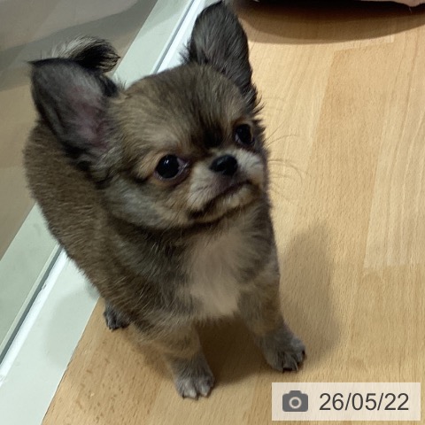 鹿児島県のチワワ(ロング) (ペットプラス 姶良店/2026年3月20日生まれ/男の子/フォーン)の子犬の4枚目の画像