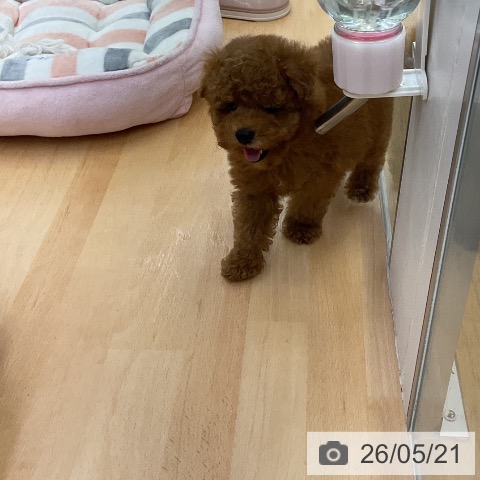 福岡県のトイプードル(トイ) (ペットプラス 福岡店/2026年3月20日生まれ/男の子/レッド)の子犬の4枚目の画像
