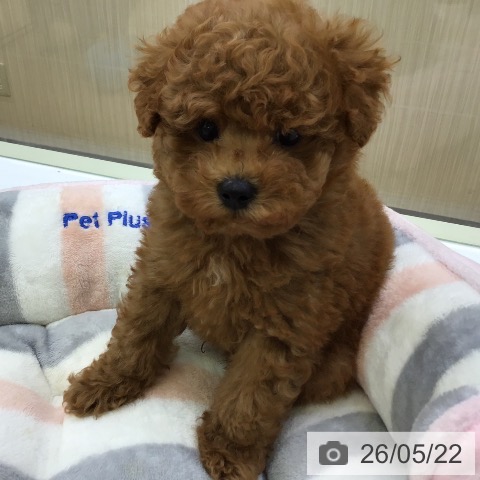 福岡県のトイプードル(トイ) (ペットプラス 福岡店/2026年3月20日生まれ/男の子/レッド)の子犬の3枚目の画像
