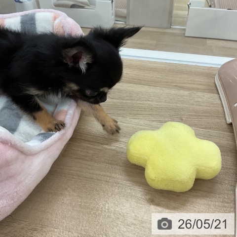 福岡県のチワワ(ロング) (ペットプラス 八幡東店/2026年3月20日生まれ/男の子/ブラックタン)の子犬の4枚目の画像