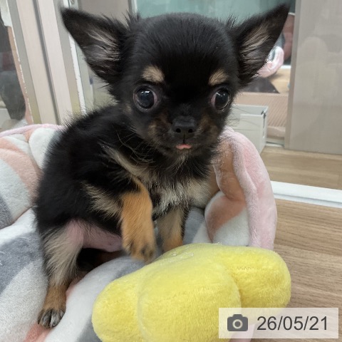 福岡県のチワワ(ロング) (ペットプラス 八幡東店/2026年3月20日生まれ/男の子/ブラックタン)の子犬の3枚目の画像