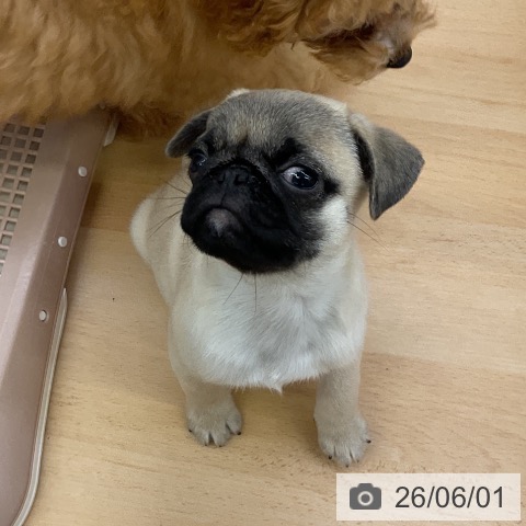 パグの写真