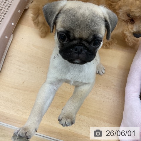 パグの写真