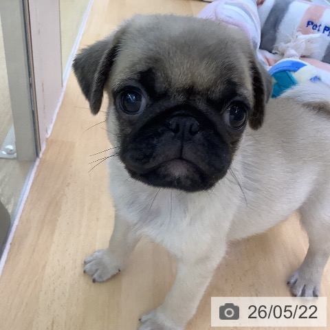 福岡県のパグ (ペットプラス 福岡店/2026年3月11日生まれ/男の子/フォーン)の子犬の4枚目の画像