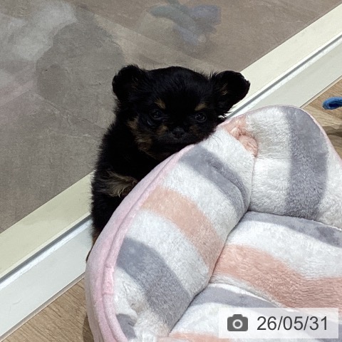 宮城県のチワワ(ロング) (ペットプラス 仙台上杉店/2026年3月25日生まれ/女の子/ブラックタン)の子犬の3枚目の画像