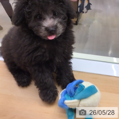 福岡県のトイプードル(トイ) (ペットプラス 福岡店/2026年3月19日生まれ/男の子/シルバー)の子犬の4枚目の画像