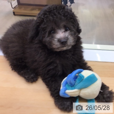 福岡県のトイプードル(トイ) (ペットプラス 福岡店/2026年3月19日生まれ/男の子/シルバー)の子犬の3枚目の画像