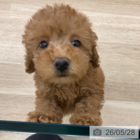 福岡県のトイプードル(トイ) (ペットプラス 春日店/2026年3月23日生まれ/男の子/レッド)の子犬の4枚目の画像