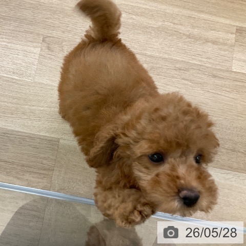 福岡県のトイプードル(トイ) (ペットプラス 春日店/2026年3月23日生まれ/男の子/レッド)の子犬の3枚目の画像