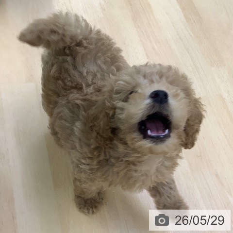 福岡県のトイプードル(トイ) (ペットプラス 福岡店/2026年3月23日生まれ/男の子/アプリコット)の子犬の3枚目の画像