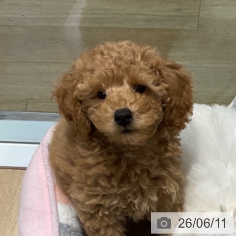 福岡県のトイプードル(トイ) (ペットプラス 小倉南店/2026年3月23日生まれ/男の子/アプリコット)の子犬の3枚目の画像