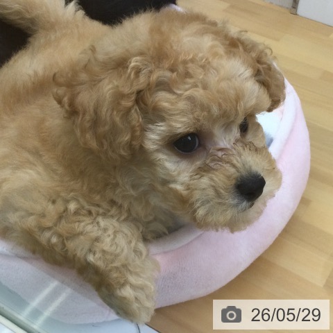 福岡県のトイプードル(トイ) (ペットプラス 黒崎店/2026年3月24日生まれ/男の子/クリーム)の子犬の4枚目の画像