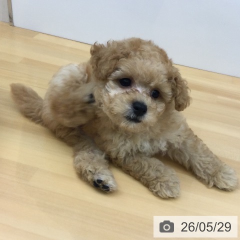 福岡県のトイプードル(トイ) (ペットプラス 黒崎店/2026年3月24日生まれ/男の子/クリーム)の子犬の3枚目の画像
