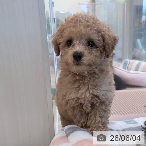 福岡県のトイプードル(トイ) (ペットプラス ららぽーと福岡店/2026年3月24日生まれ/男の子/アプリコット)の子犬の4枚目の画像