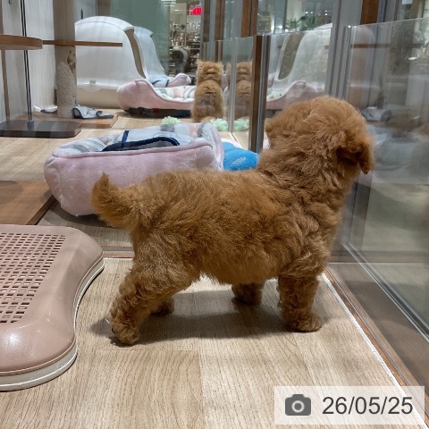 トイ・プードルの写真