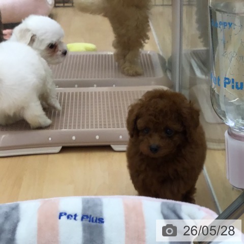 福岡県のトイプードル(トイ) (ペットプラス 福岡店/2026年3月20日生まれ/男の子/レッド)の子犬の4枚目の画像