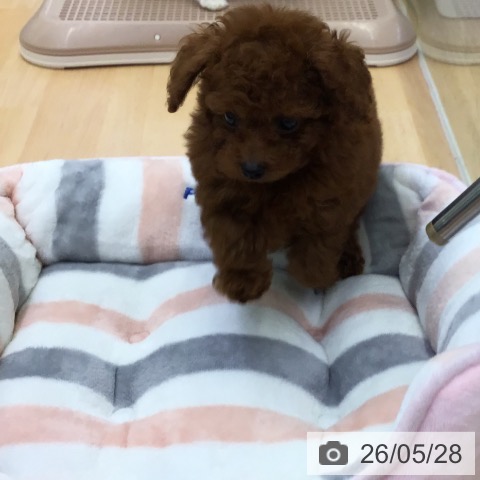 福岡県のトイプードル(トイ) (ペットプラス 福岡店/2026年3月20日生まれ/男の子/レッド)の子犬の4枚目の画像