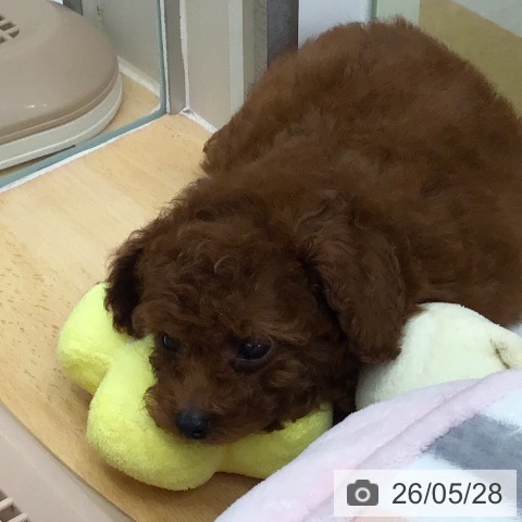 福岡県のトイプードル(トイ) (ペットプラス 福岡店/2026年3月20日生まれ/男の子/レッド)の子犬の3枚目の画像