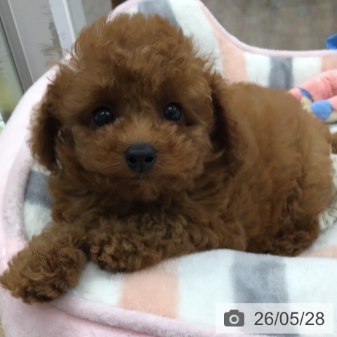 福岡県のトイプードル(トイ) (ペットプラス 春日店/2026年3月20日生まれ/男の子/レッド)の子犬の4枚目の画像