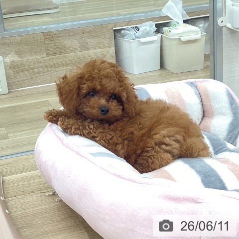福岡県のトイプードル(トイ) (ペットプラス 春日店/2026年3月20日生まれ/男の子/レッド)の子犬の4枚目の画像