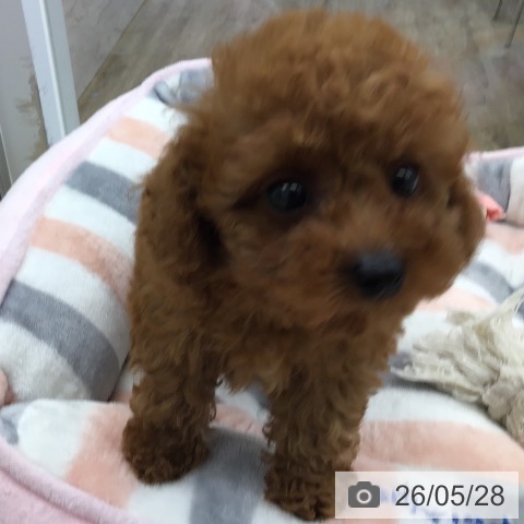 福岡県のトイプードル(トイ) (ペットプラス 春日店/2026年3月20日生まれ/男の子/レッド)の子犬の3枚目の画像